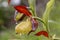 Lady`s-slipperÂ orchid Cypripedium calceolus